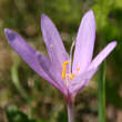 Blütenfoto Colchicum autumnale