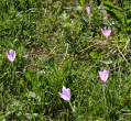 Habitusfoto Colchicum autumnale