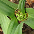 Fruchtfoto Colchicum autumnale