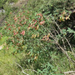 Habitusfoto Colutea arborescens