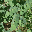 Blätterfoto Colutea arborescens