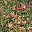 Fruchtfoto Colutea arborescens