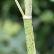 Stängel-/Stammfoto Conium maculatum