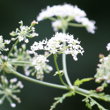 Blütenfoto Conium maculatum