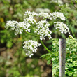 Portraitfoto Conium maculatum