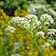 Bl&uuml;tenfoto Conium maculatum