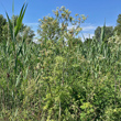 Habitusfoto Conium maculatum