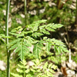 Bl&auml;tterfoto Conium maculatum