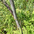 St&auml;ngel-/Stammfoto Conium maculatum