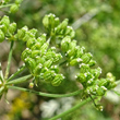 Foto von Besonderheit Conium maculatum