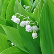 Blütenfoto Convallaria majalis