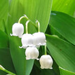 Portraitfoto Convallaria majalis