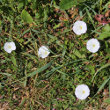 Habitusfoto Convolvulus arvensis