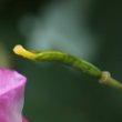 Fruchtfoto Convolvulus arvensis