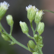 Foto Kelch Conyza canadensis
