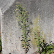 Habitusfoto Conyza canadensis