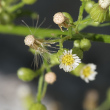 Fruchtfoto Conyza canadensis