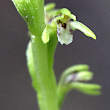 Portraitfoto Corallorhiza trifida