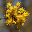 Portraitfoto Cornus mas