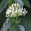 Foto von Besonderheit Cornus sanguinea