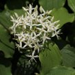 Portraitfoto Cornus sanguinea