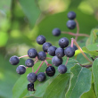 Fruchtfoto Cornus sanguinea