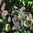 Foto von Besonderheit Cornus sanguinea