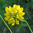 Blütenfoto Coronilla coronata