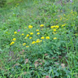 Habitusfoto Coronilla coronata