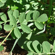 Blätterfoto Coronilla coronata