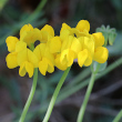 Blütenfoto Coronilla minima