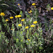 Habitusfoto Coronilla minima