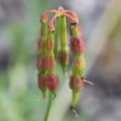 Fruchtfoto Coronilla vaginalis