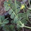 Blätterfoto Coronilla vaginalis