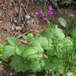 Habitusfoto Cortusa matthioli