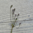 Fruchtfoto Cortusa matthioli