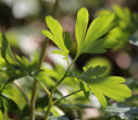 Blätterfoto Corydalis cava