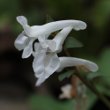 Foto von Besonderheit Corydalis cava