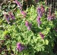 Habitusfoto Corydalis cava