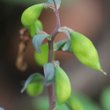 Fruchtfoto Corydalis cava