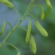 Fruchtfoto Corydalis lutea