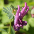 Portraitfoto Corydalis solida