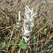 Blütenfoto Corydalis solida