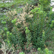 Habitusfoto Cotinus coggygria