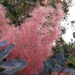 Fruchtfoto Cotinus coggygria