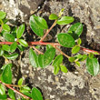 Blätterfoto Cotoneaster dammeri