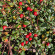 Fruchtfoto Cotoneaster dammeri