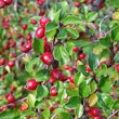 Fruchtfoto Cotoneaster horizontalis