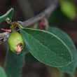 Portraitfoto Cotoneaster integerrimus