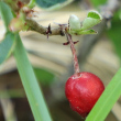 Fruchtfoto Cotoneaster integerrimus